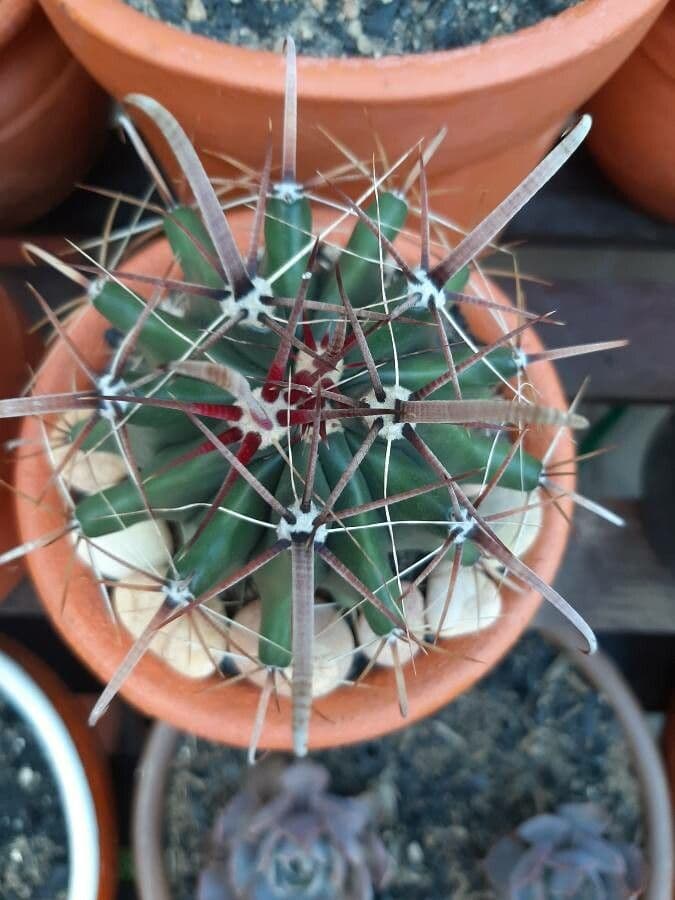 Cactus a botte di Emory 23
