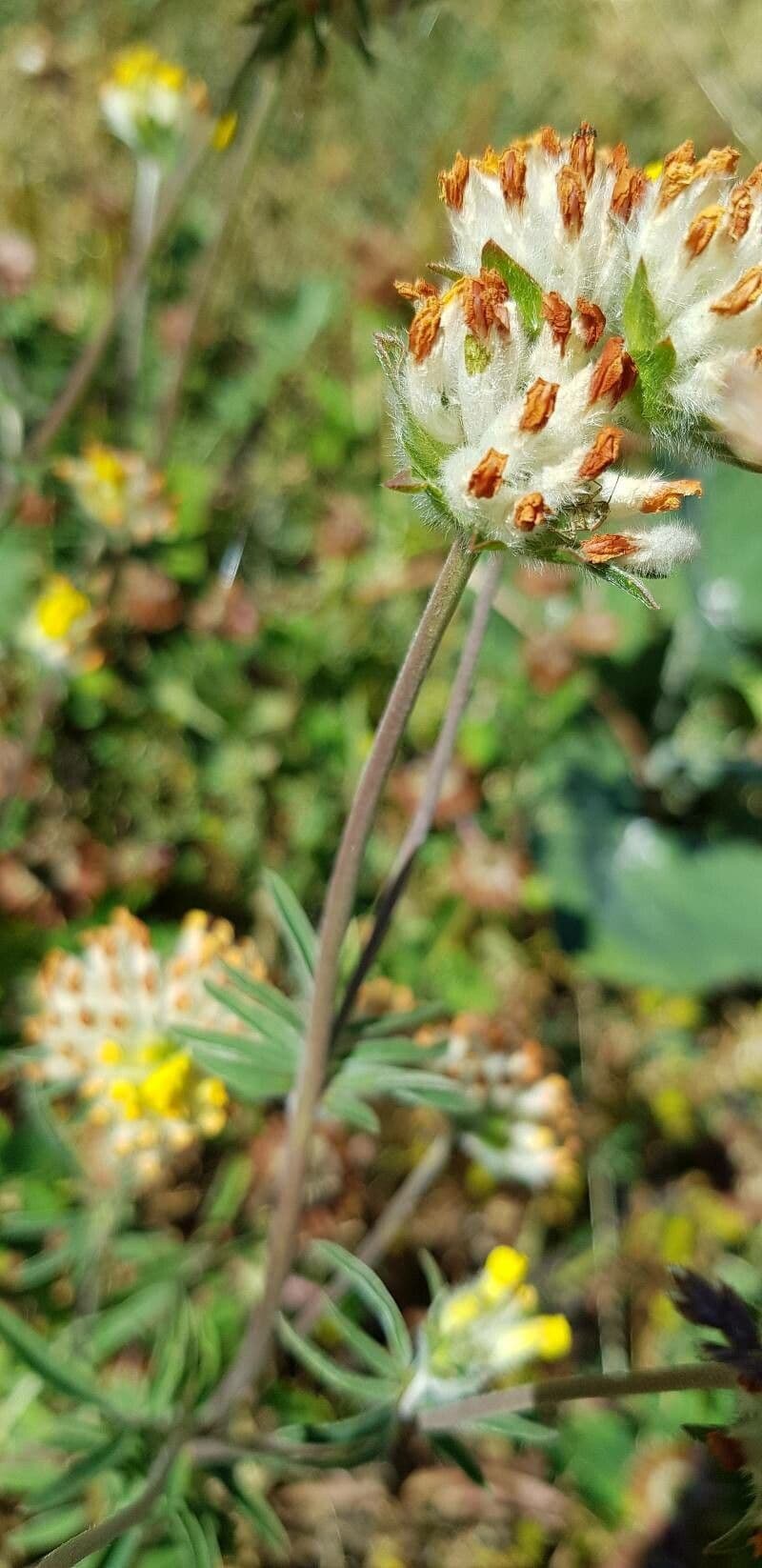 Vulneraria 24