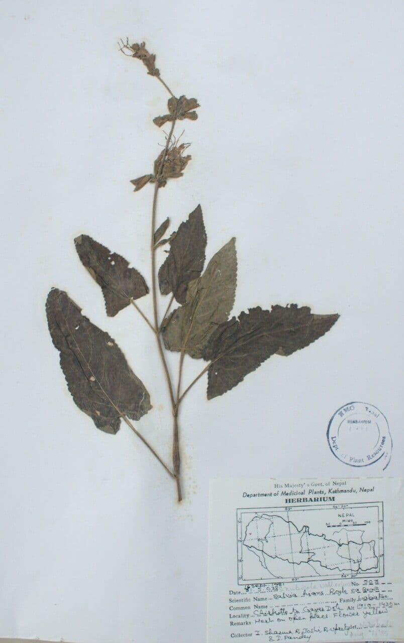 Salvia 10