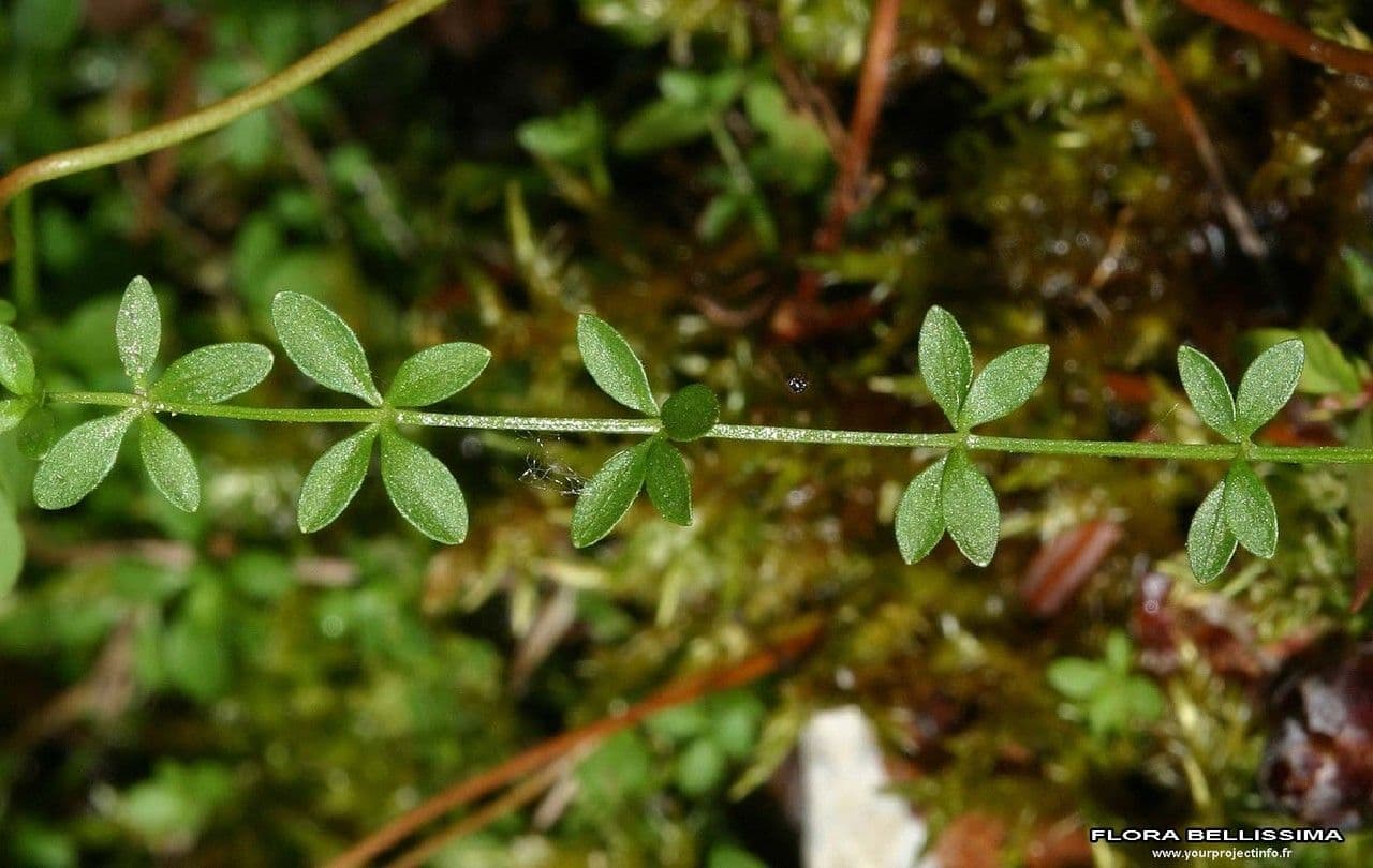 Caglio palustre 25
