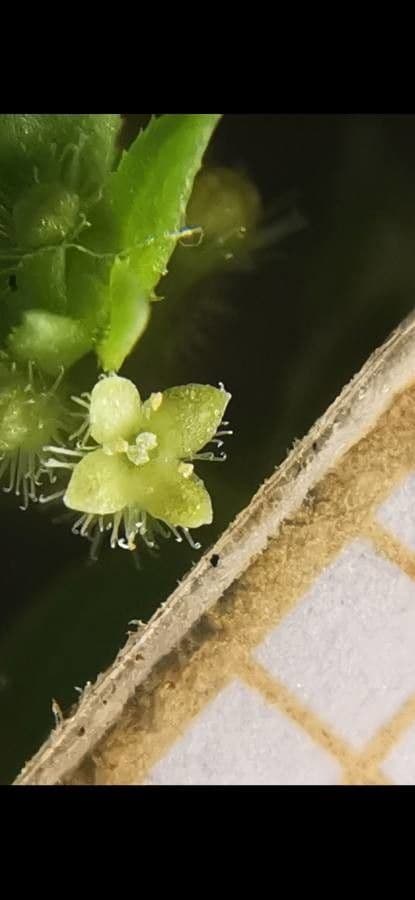 Galium murale 9