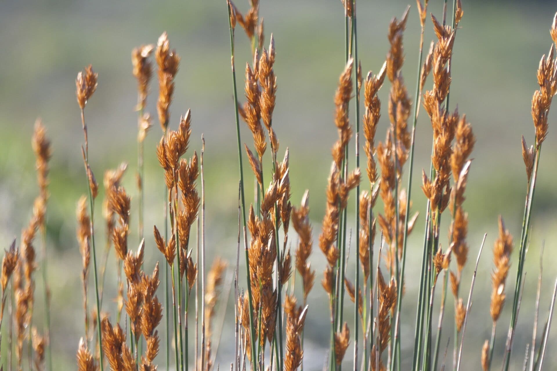 Thamnochortus 2