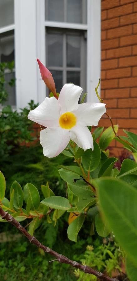 Mandevilla 4