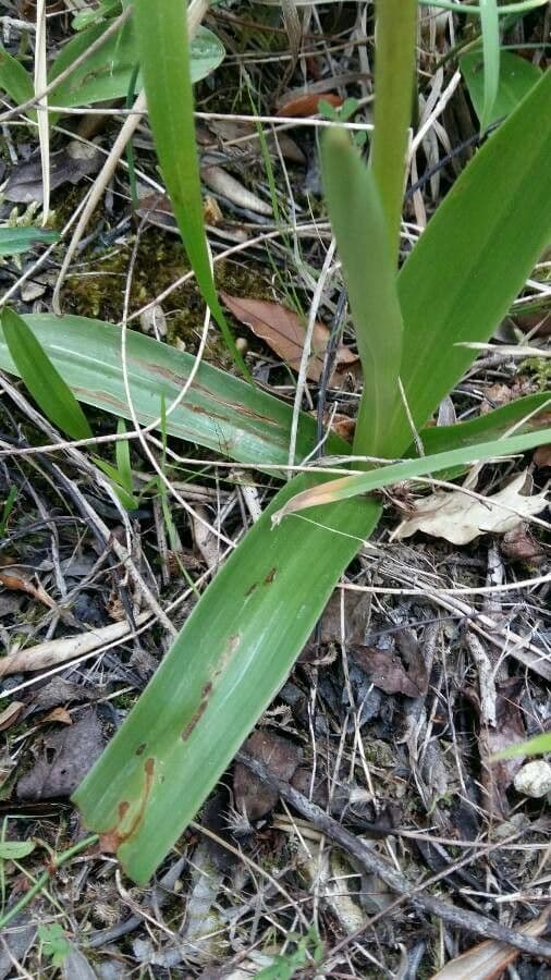 Orchide maggiore 19