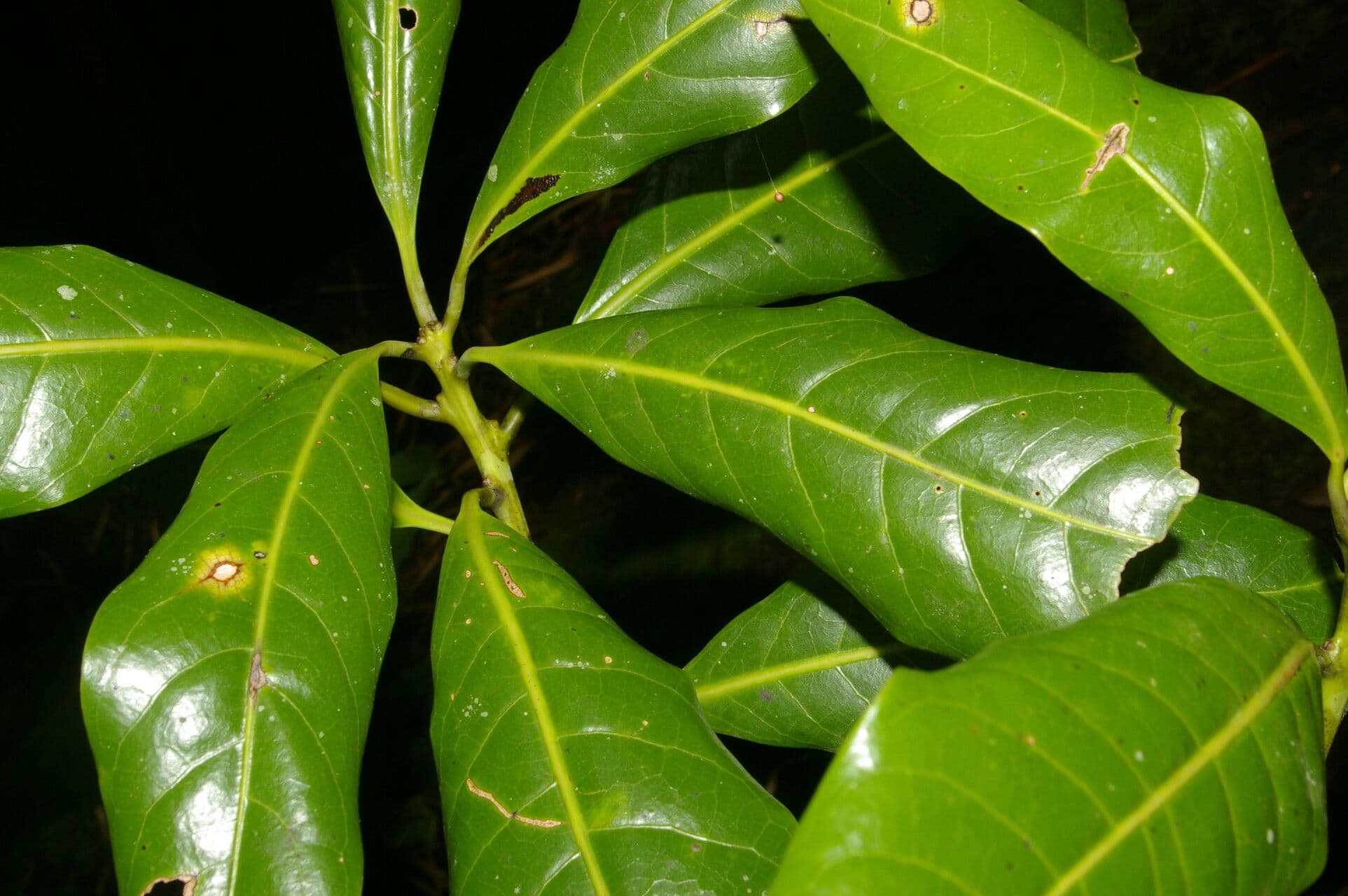 Persea 2