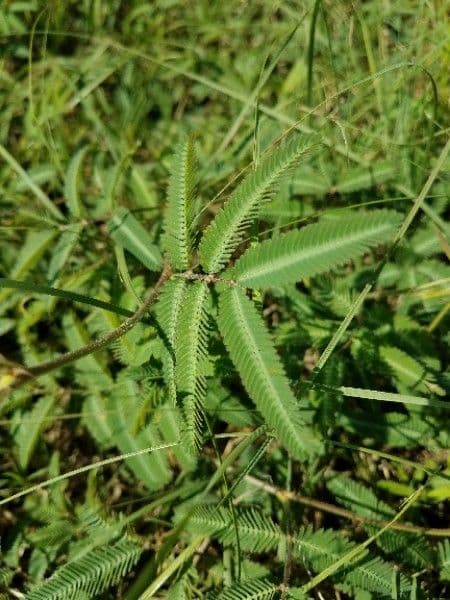 Mimosa quadrivalvis 15