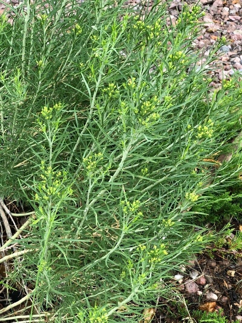 Solidago occidentale 16