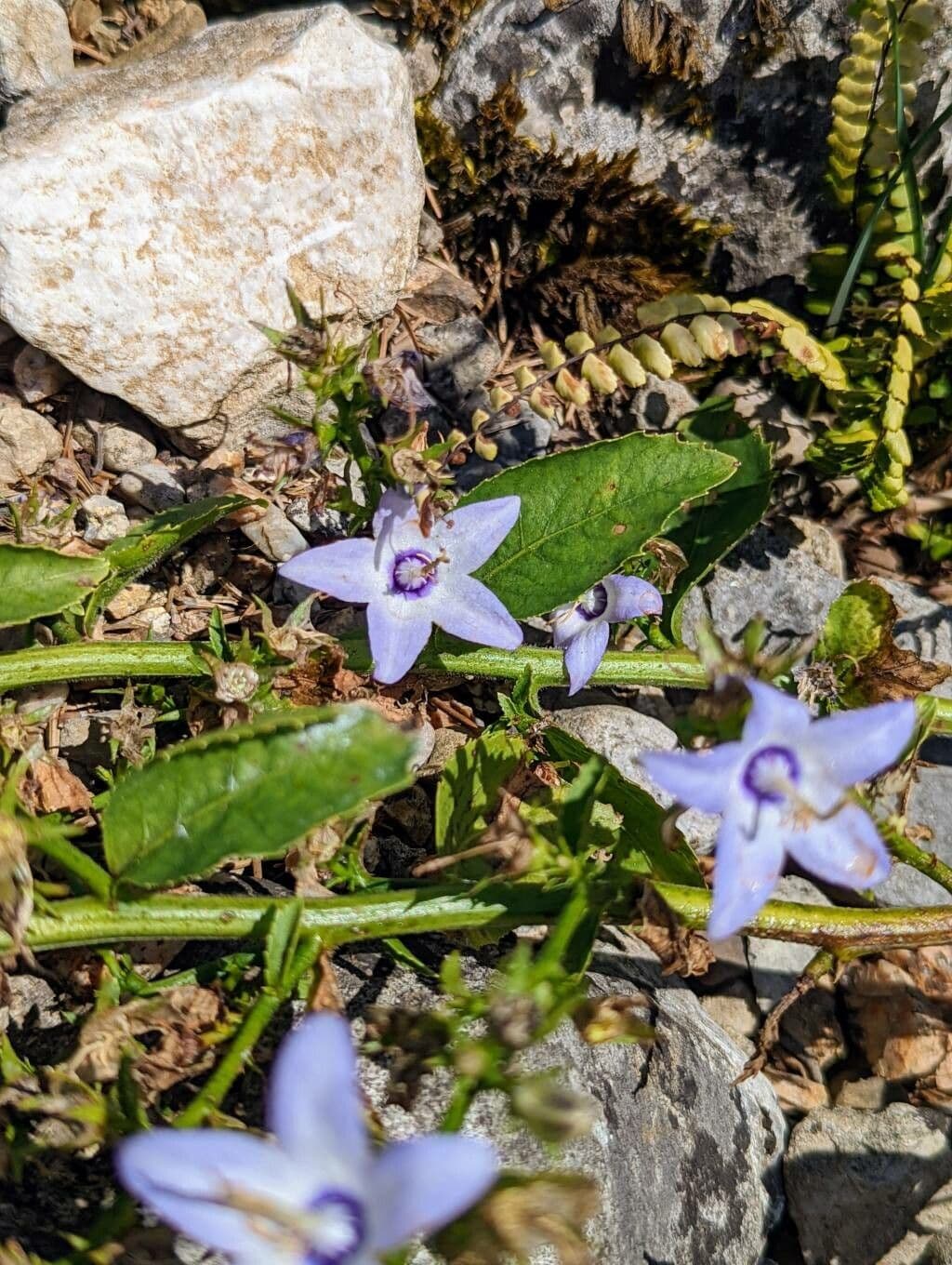 Campanula versicolore 10