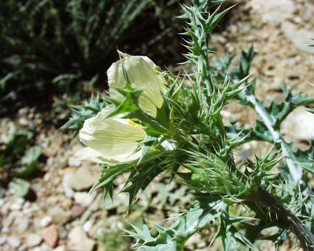 Argemone ocra 4