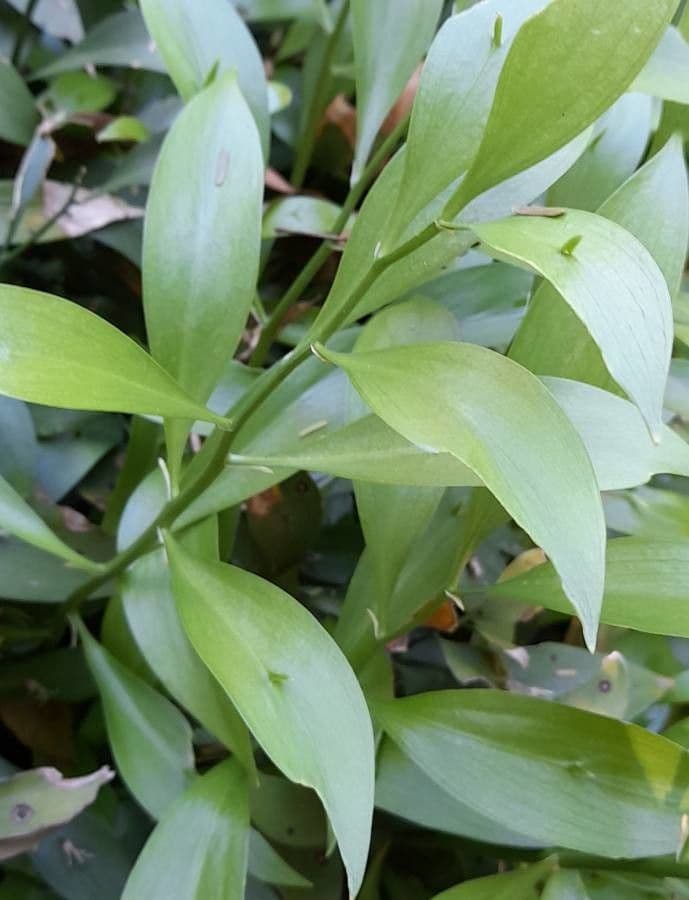 Ruscus hypoglossum 18