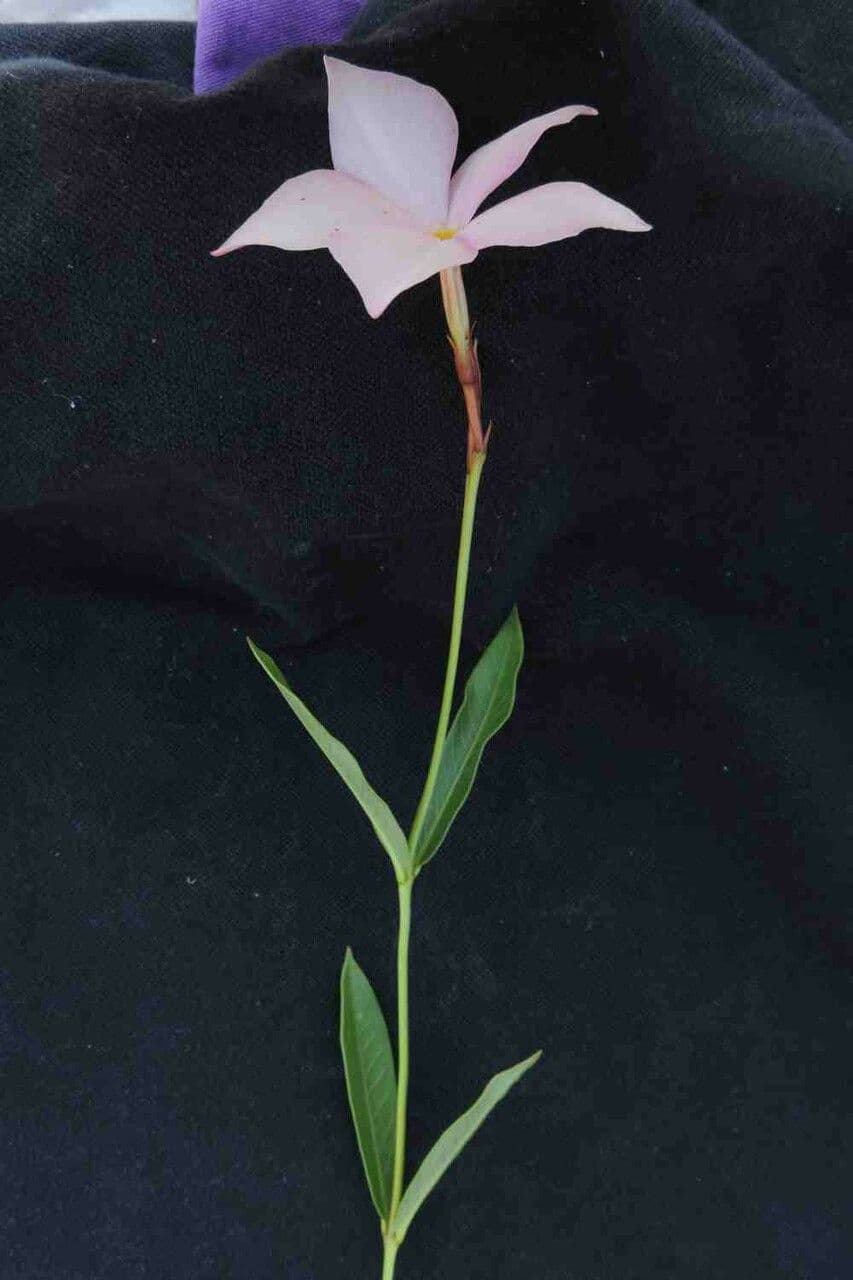 Mandevilla 10