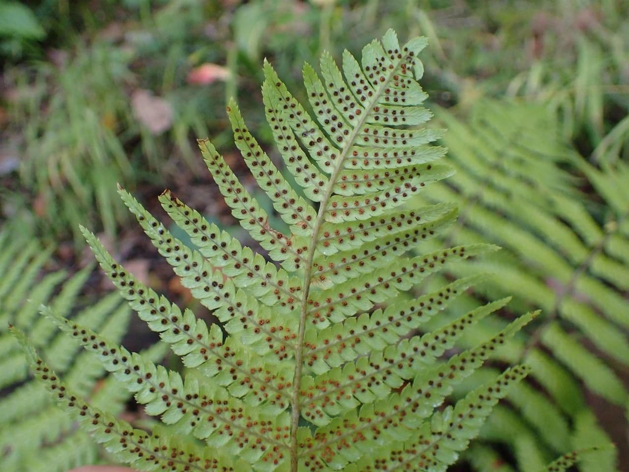 Dryopteris lepidopoda 4