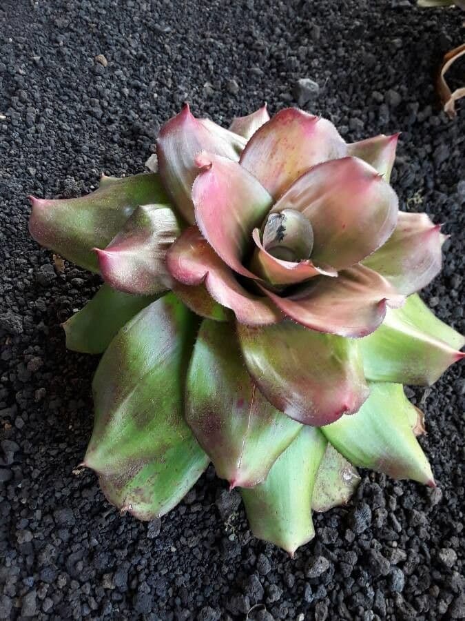Neoregelia 9