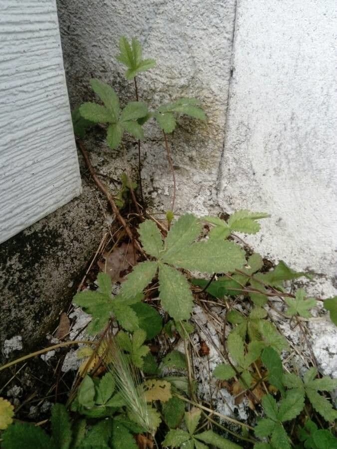 Cinquefoglie comune 23