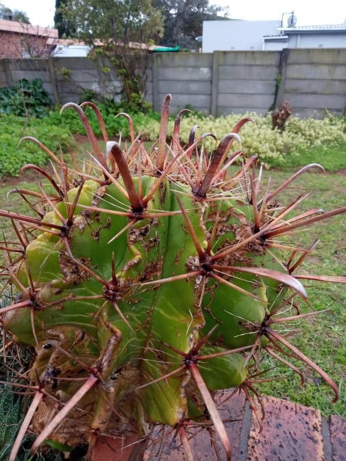 Cactus a botte uncino 24