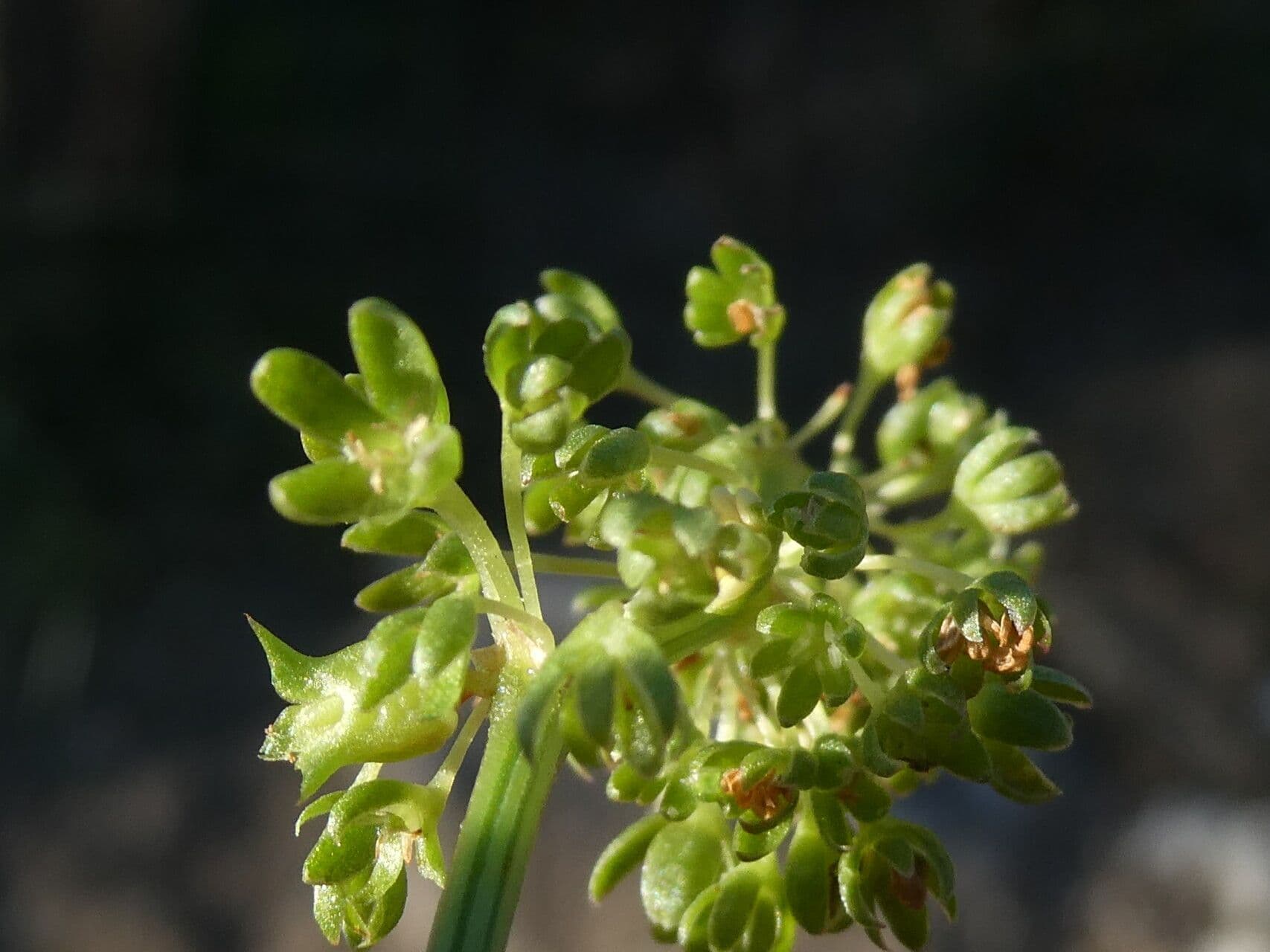 Abreojos 9