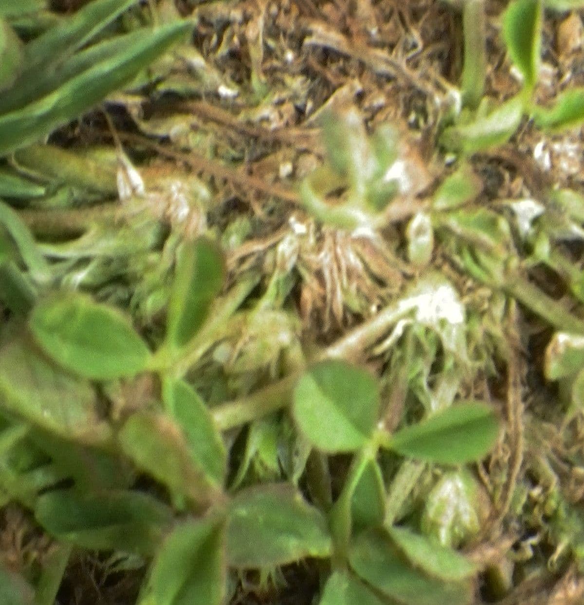 Suffocated Clover 2
