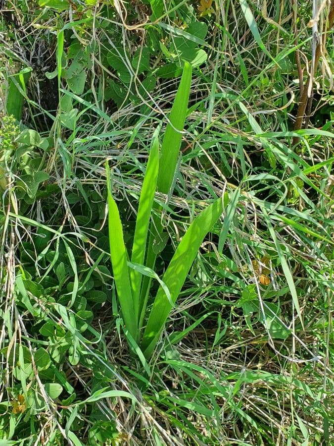 Albuka 15
