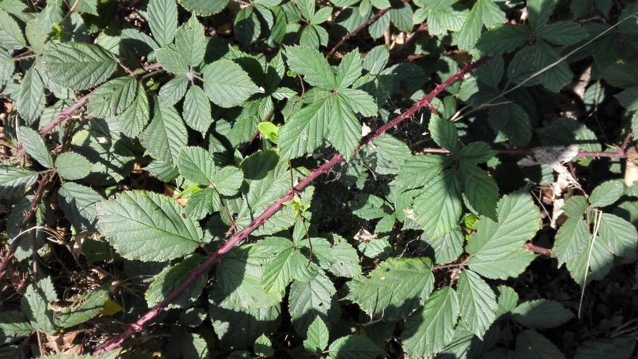Zerklüfteter Brombeerstrauch 7