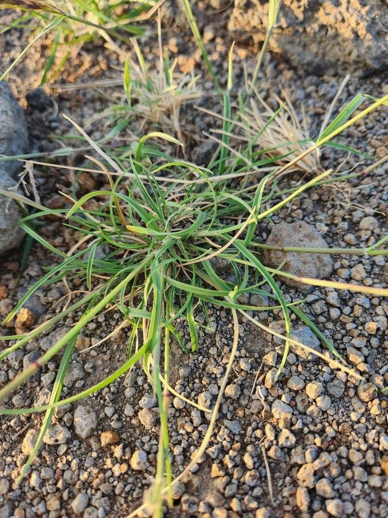 Aristida congesta 7