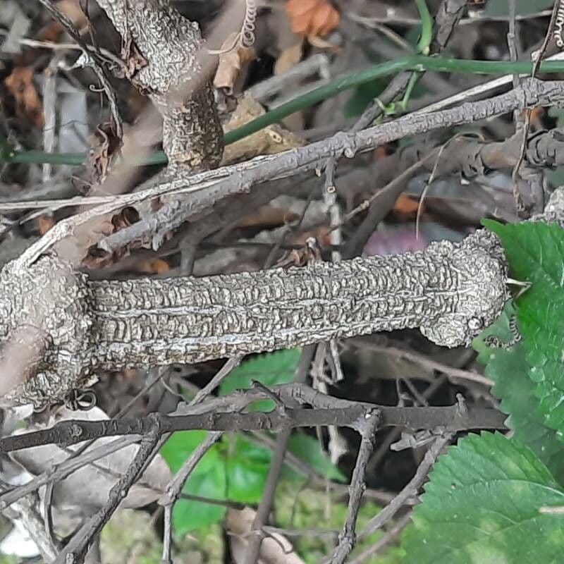 Melón escarlata 22
