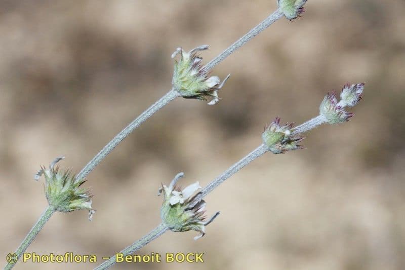 Sideritis 6