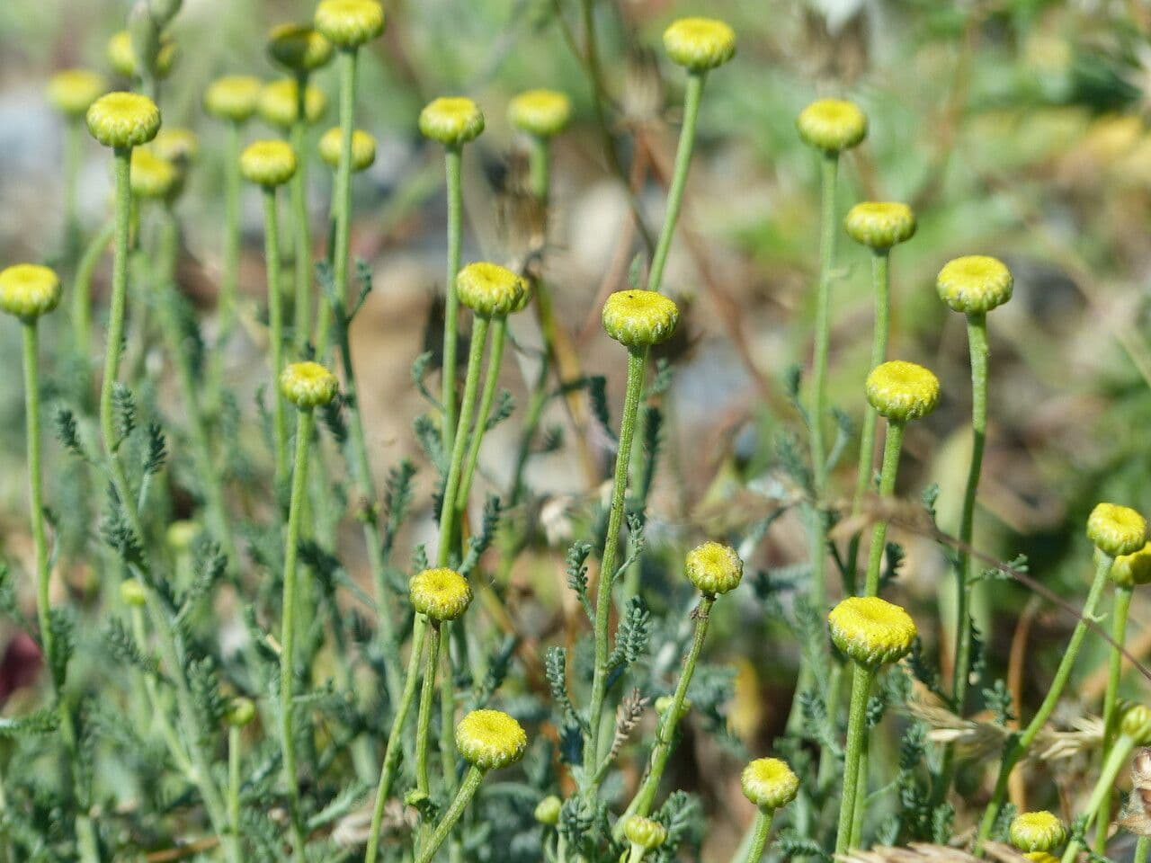 Santolina kosmata 16