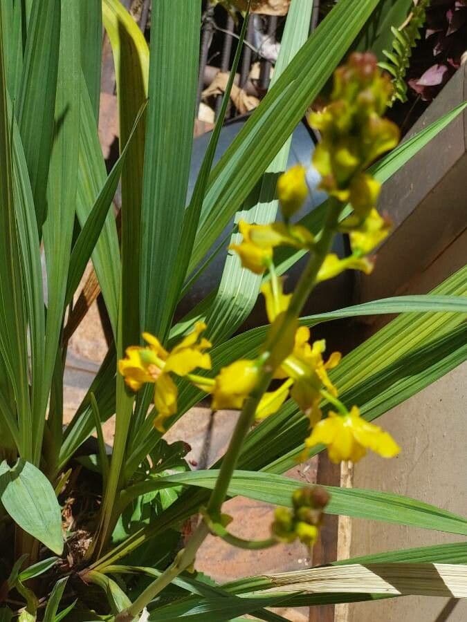 Cyrtopodium 2