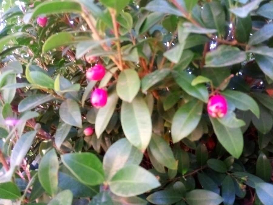 Syzygium paniculatum 24