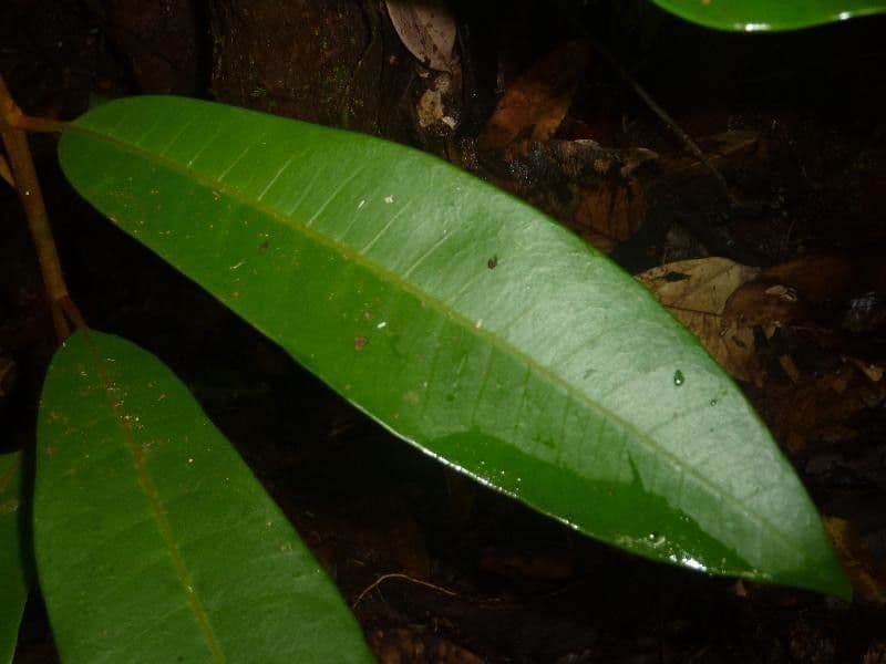 Pouteria 4