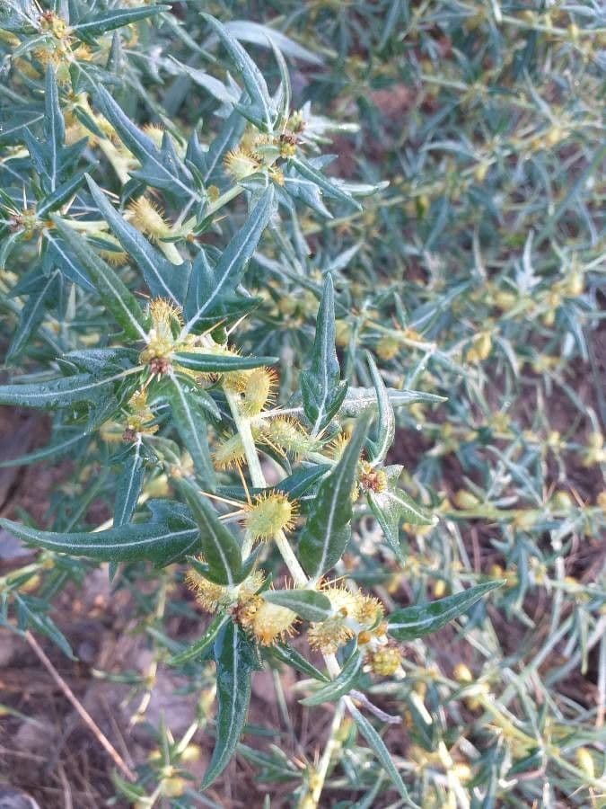 Lappola spinosa 3