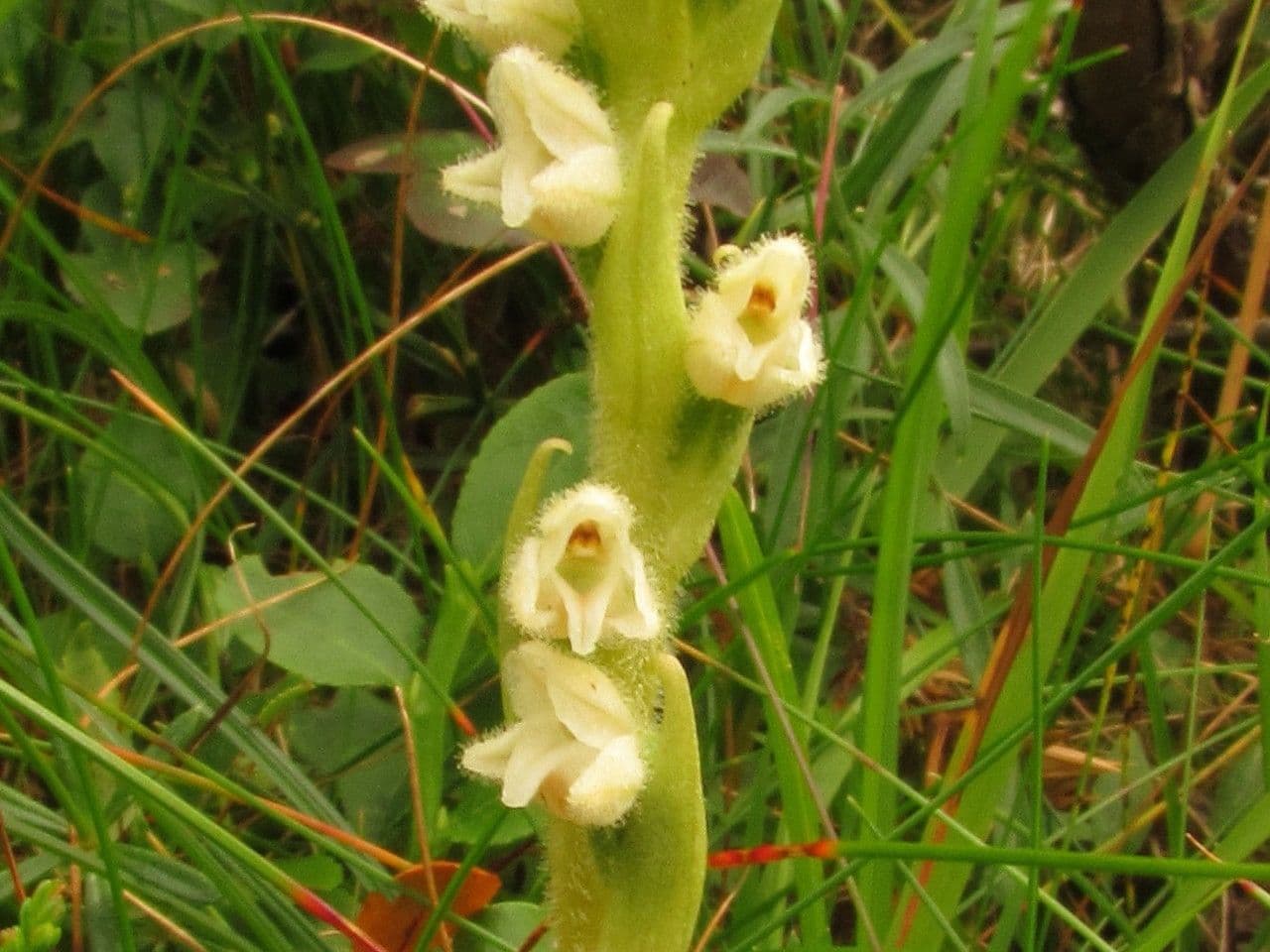Gudiera 7