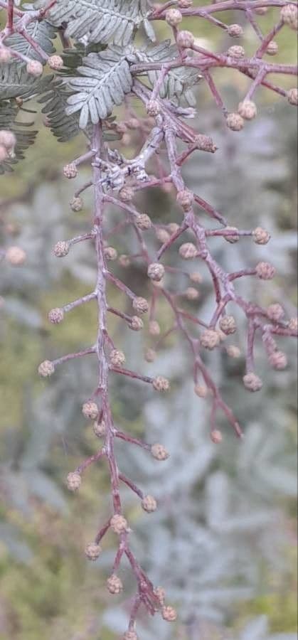Acacia di Bailey 5