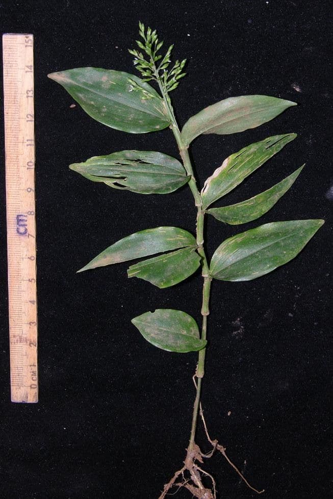 Ichnanthus 6