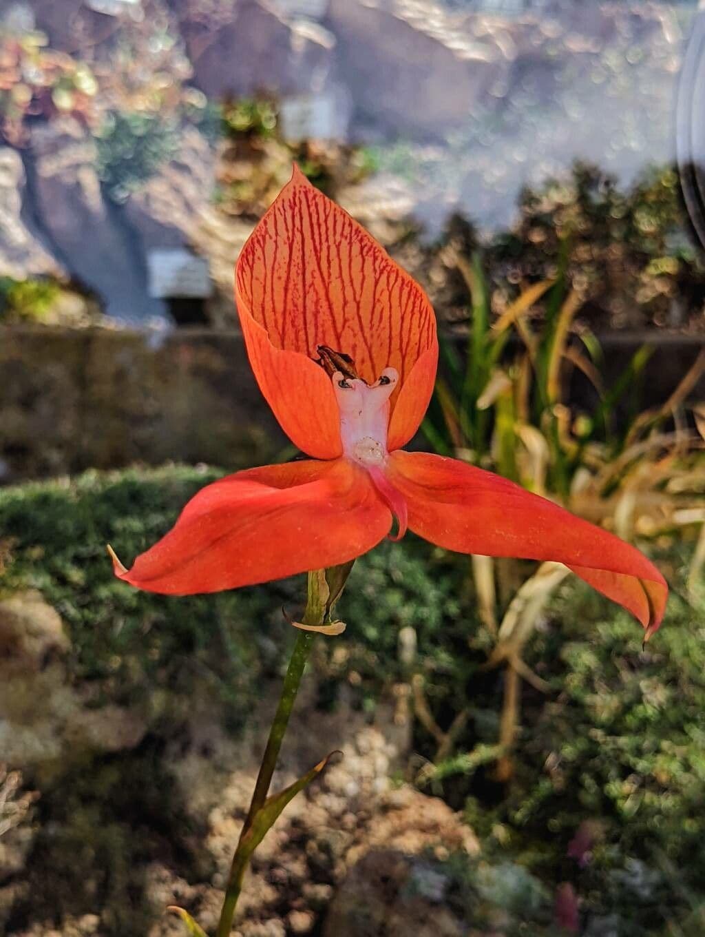 Disa uniflora 3