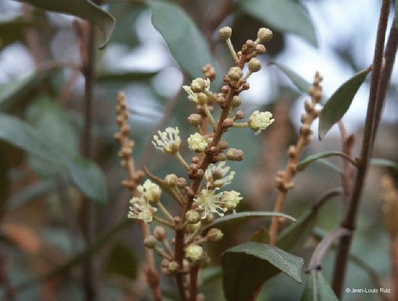 Croton 6