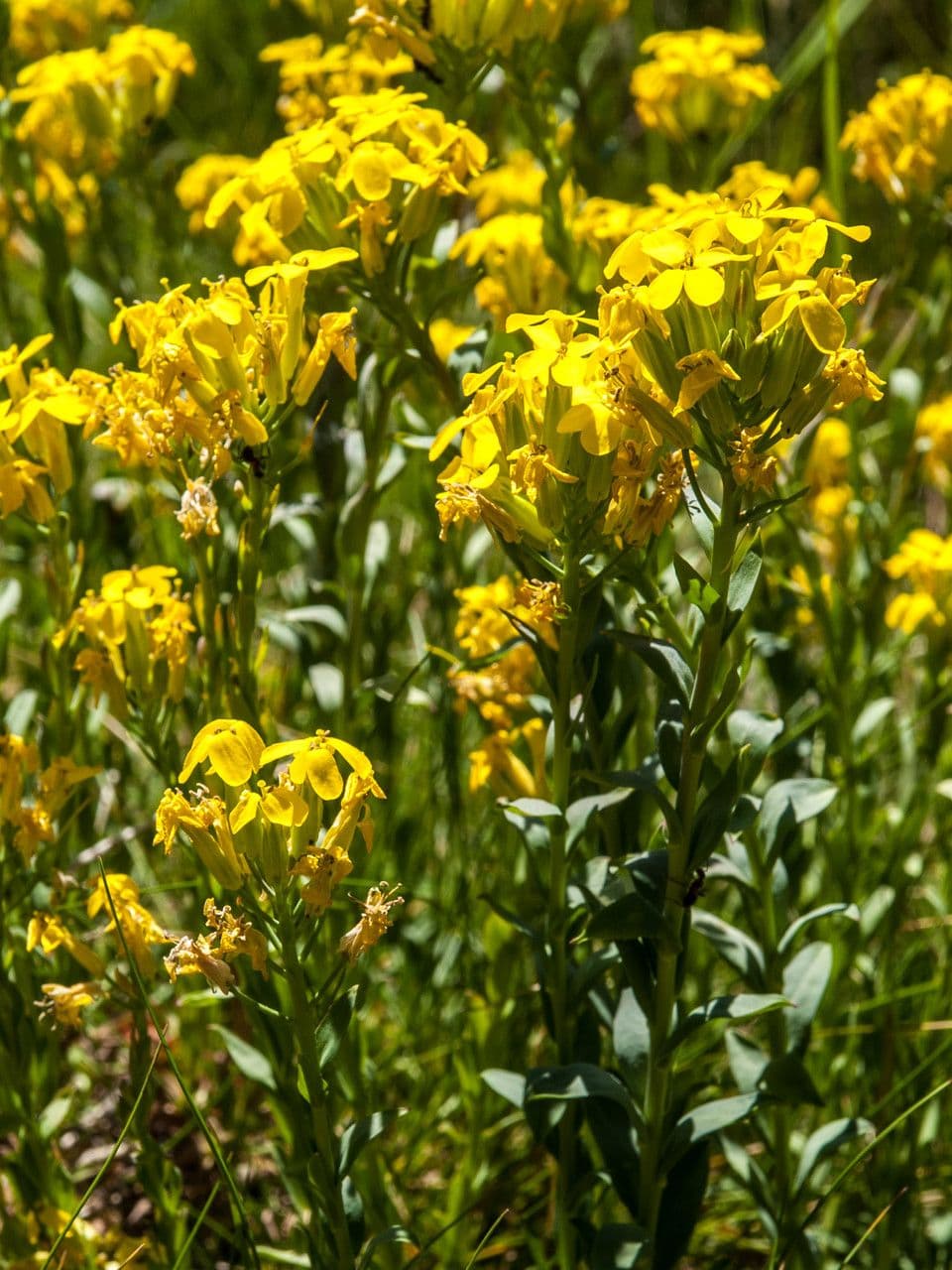 Erysimum di Drenowski