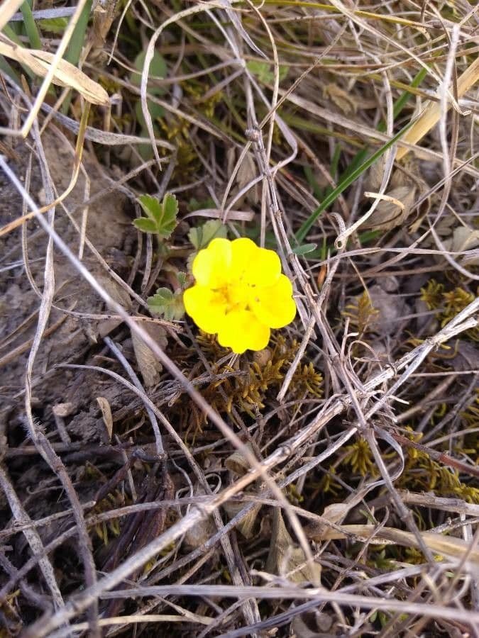Potentilla 3