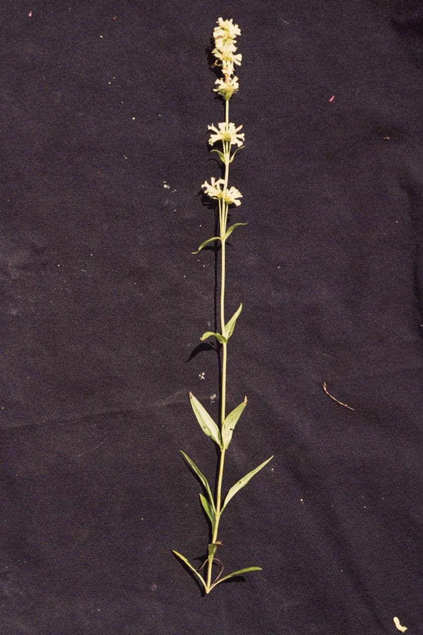 Penstemon 6