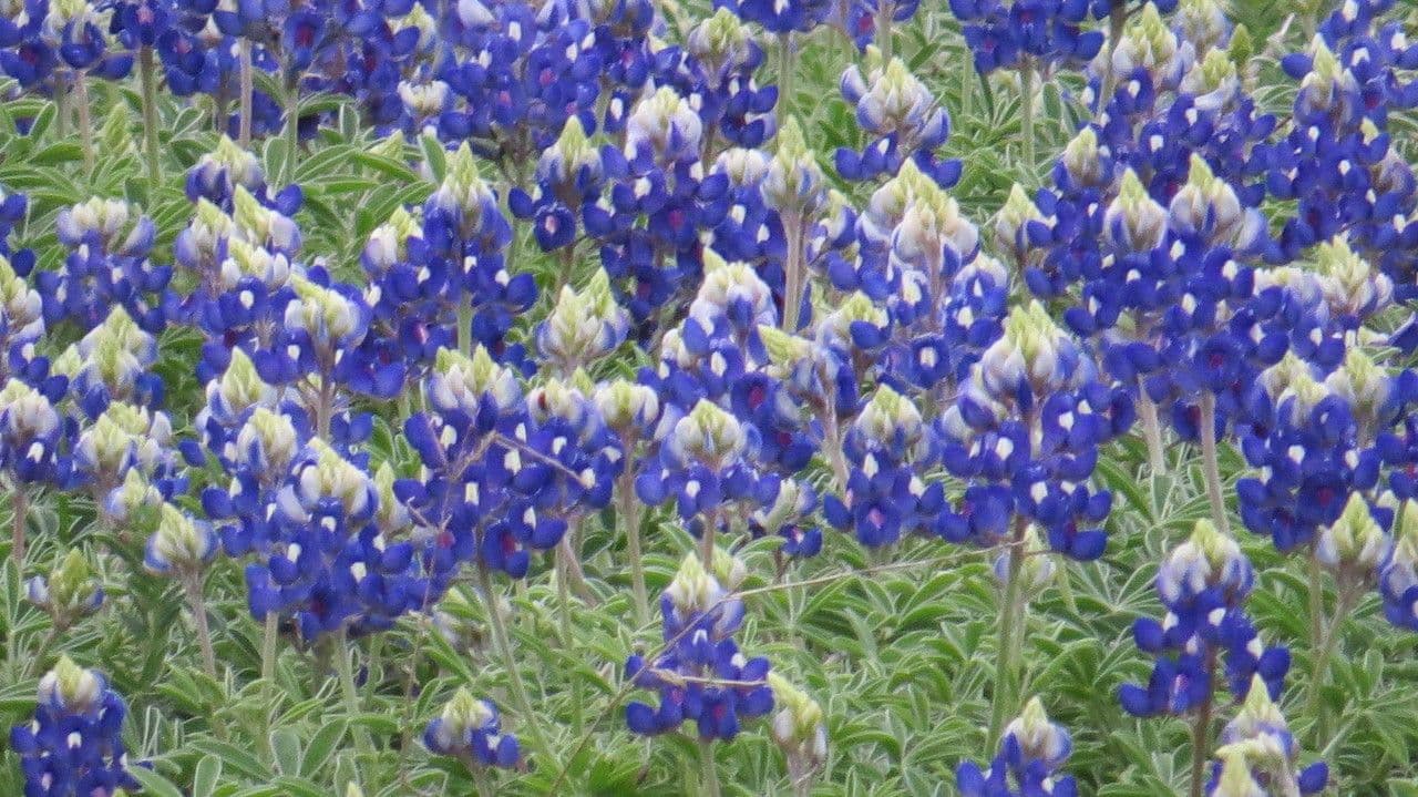 Lupinus texensis 21