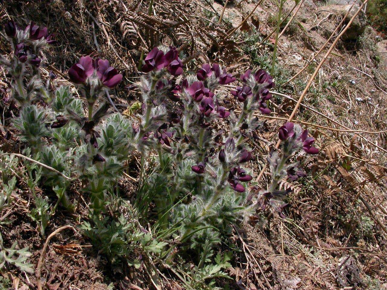 Thermopsis 2