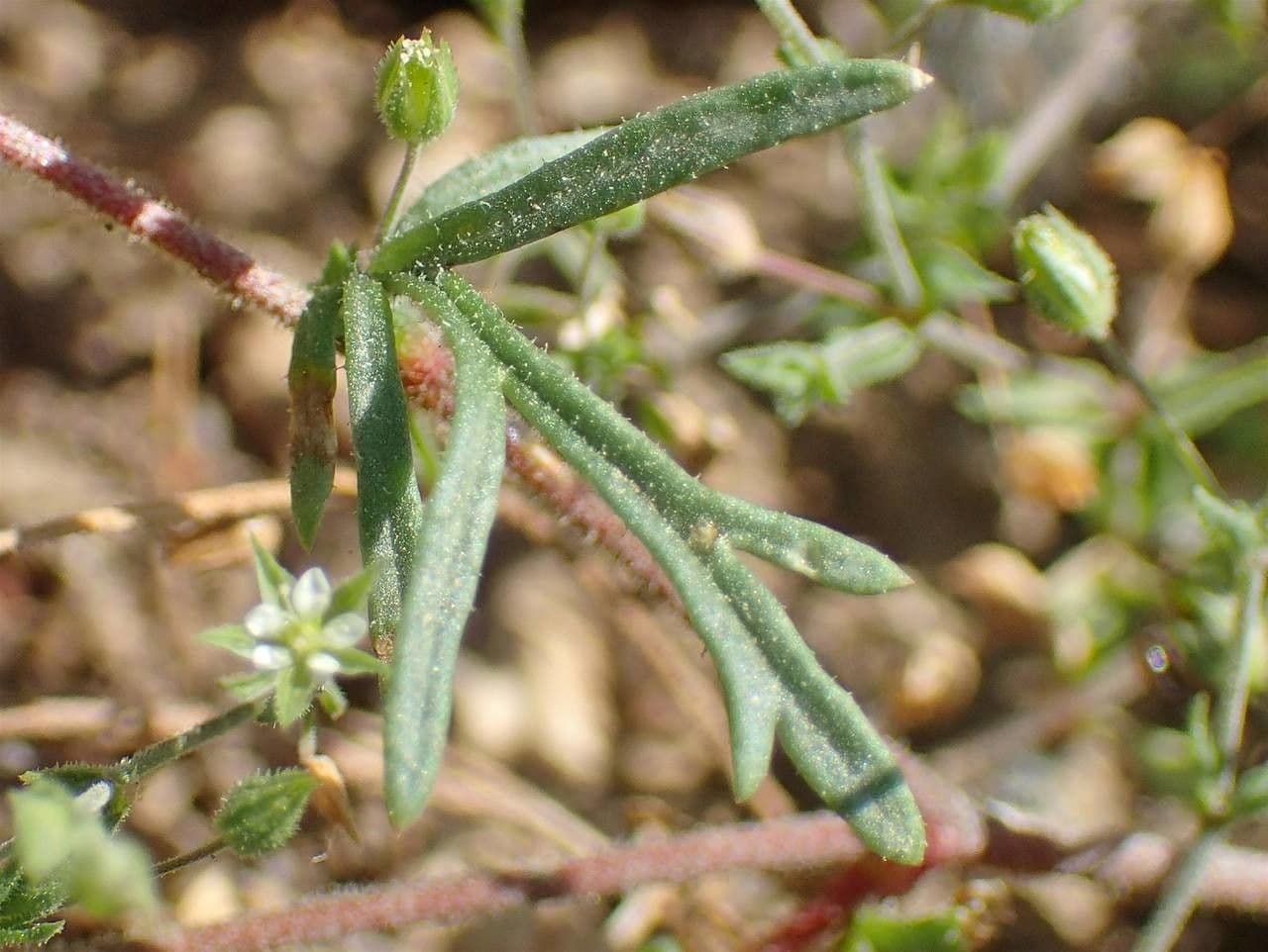 Gilia 13