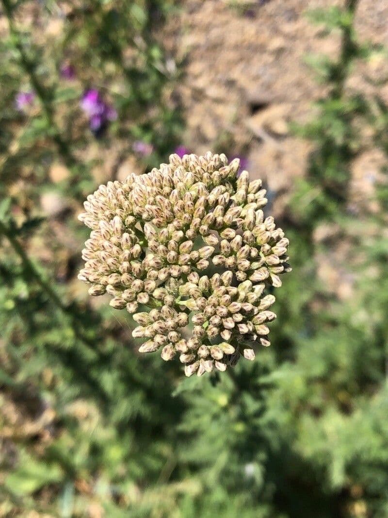 Achillea ligustica 6