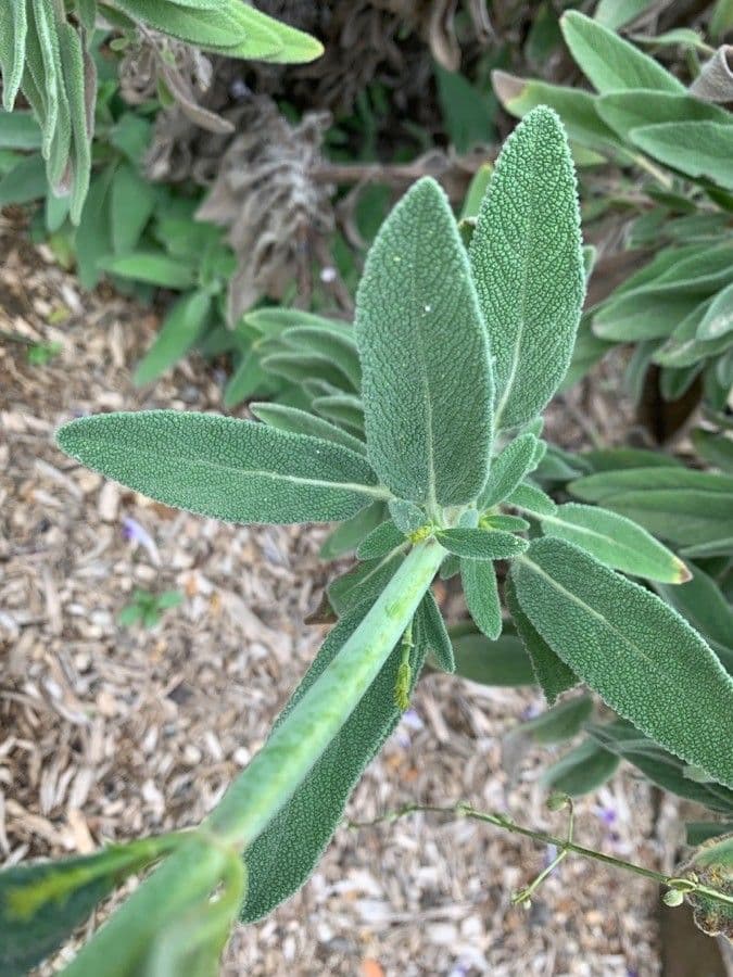 Salvia candelabro 10