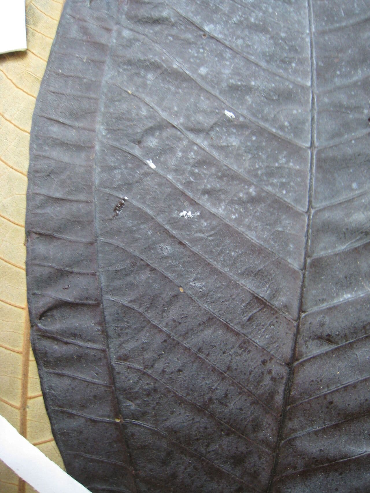 Miconia argyrophylla 4