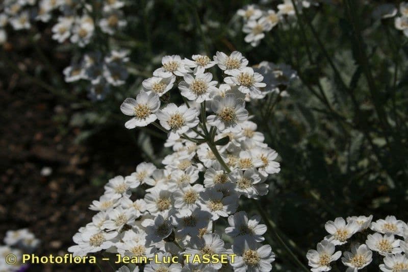 Achillea compatta 4