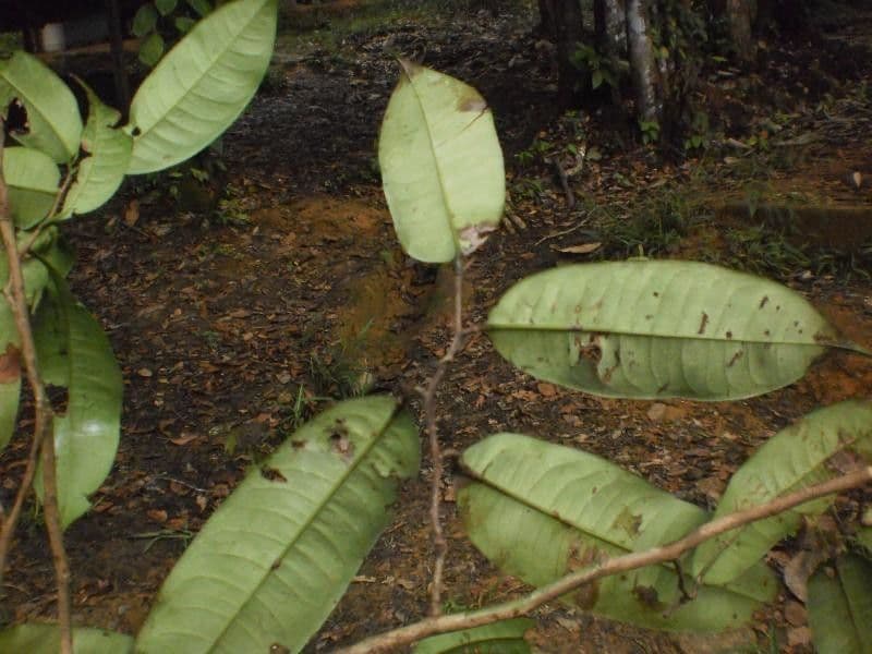 Lecythis idatimon 10