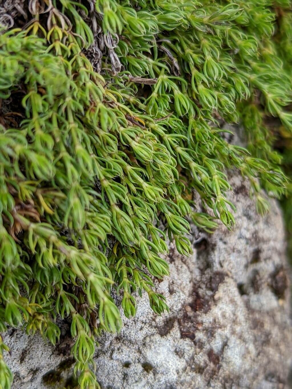 Asperula 5