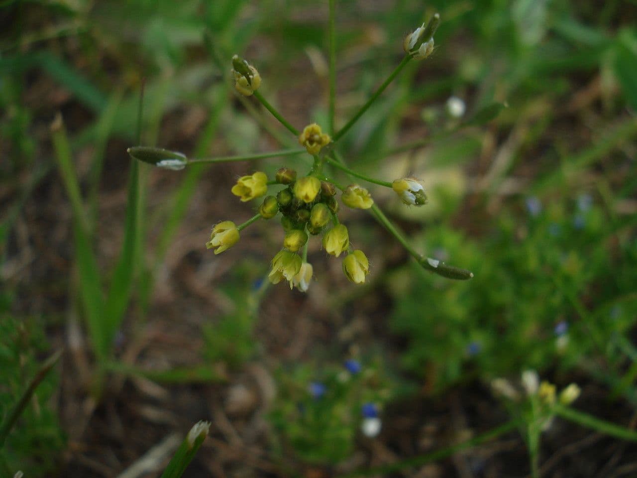 Draba lesná 8