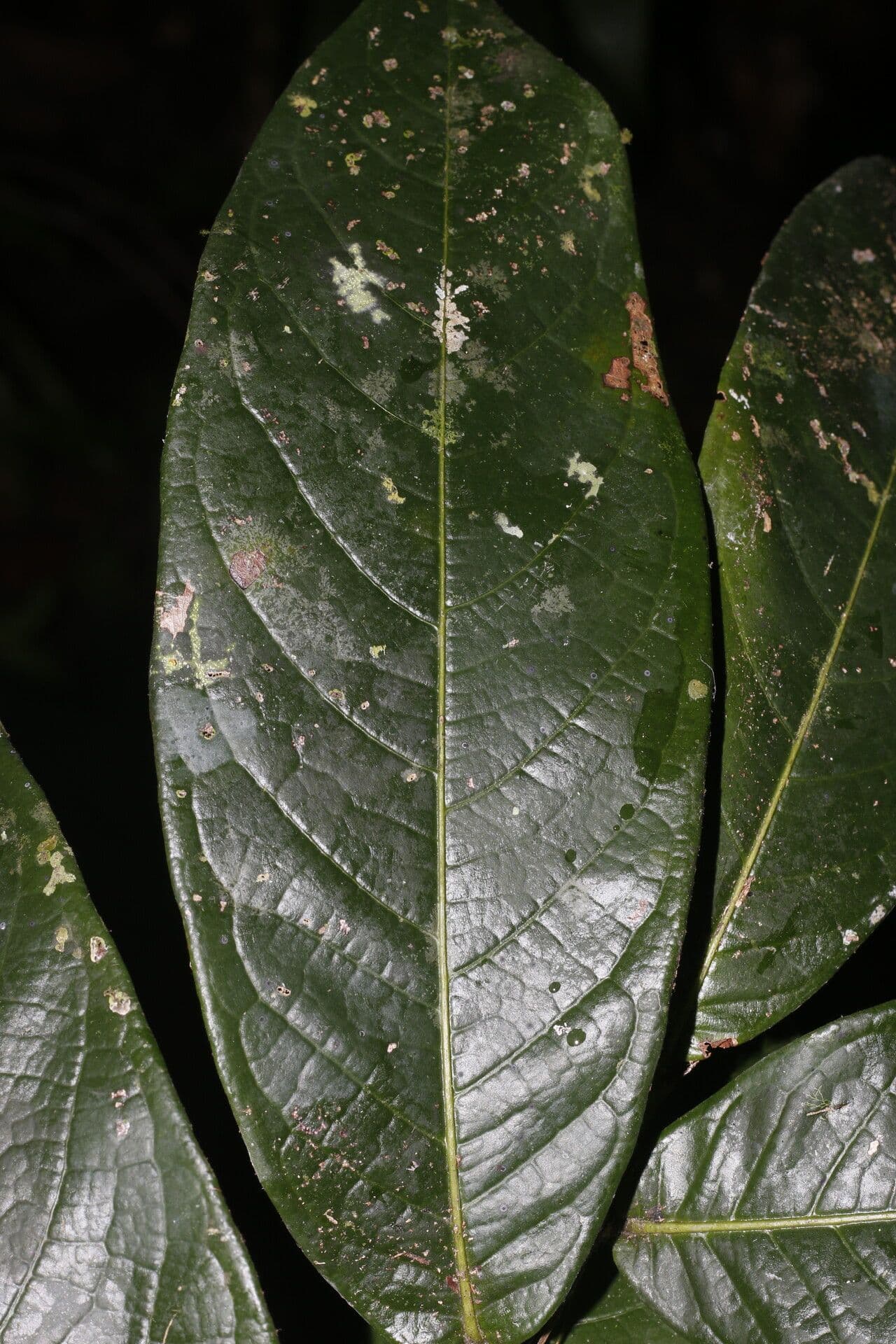 Hirtella guatemalense 2